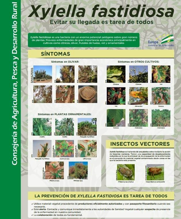 Xylella Fastidiosa en Andalucía: Medidas Preventivas en jardinería